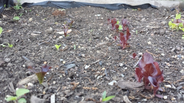 This is a close-up shot of some lettuce sprigs that came up in another planter. Very glad to see them!