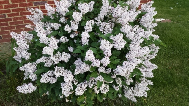 And finally, though the sky may not say Spring, our lilacs do! It has been ajoy watching this little plant grow. and we love it when it blooms each year. The smell is amazing! 