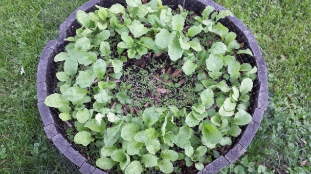 And here we have a barrel of radishes. Too many radishes probably. Have got to get to thinning out the herd!