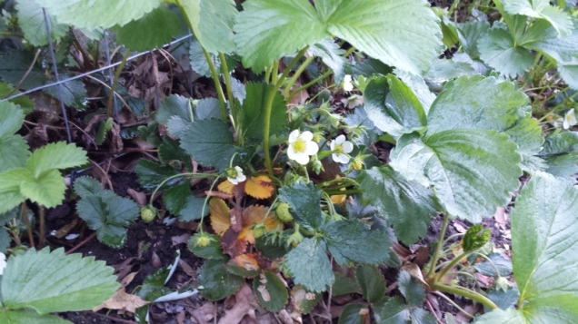 The strawberries are looking good! They've spread a little since last year, and now have so many flowers. The fruit is just starting to show, and now we really need to sun to help with the goring and ripening!