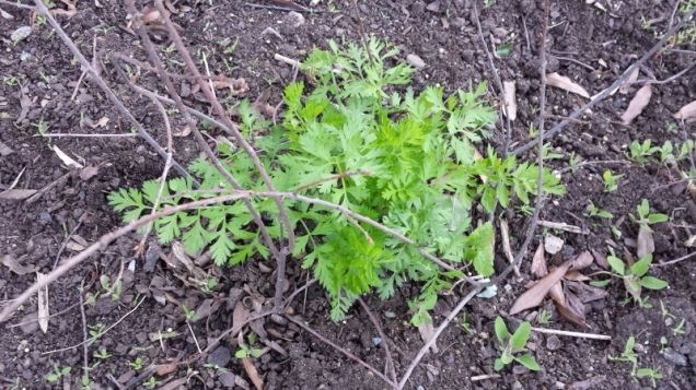 So last year we had a ton of volunteer tomatoes. This year, for whatever reason, we have some volunteer carrots! 